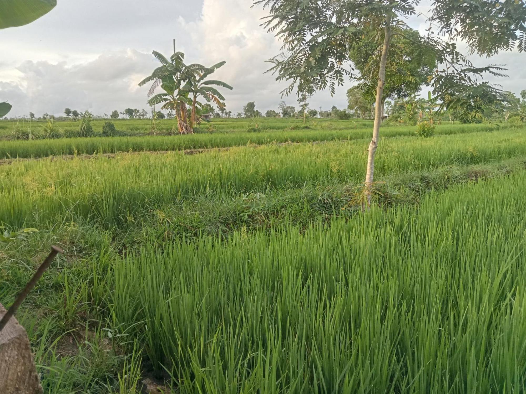 Bulan Homestay Plambi Extérieur photo